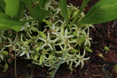 Pygmaeothamnus zeyheri