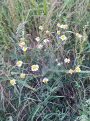 Matricaria chamomilla