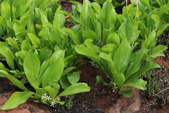 Pygmaeothamnus zeyheri