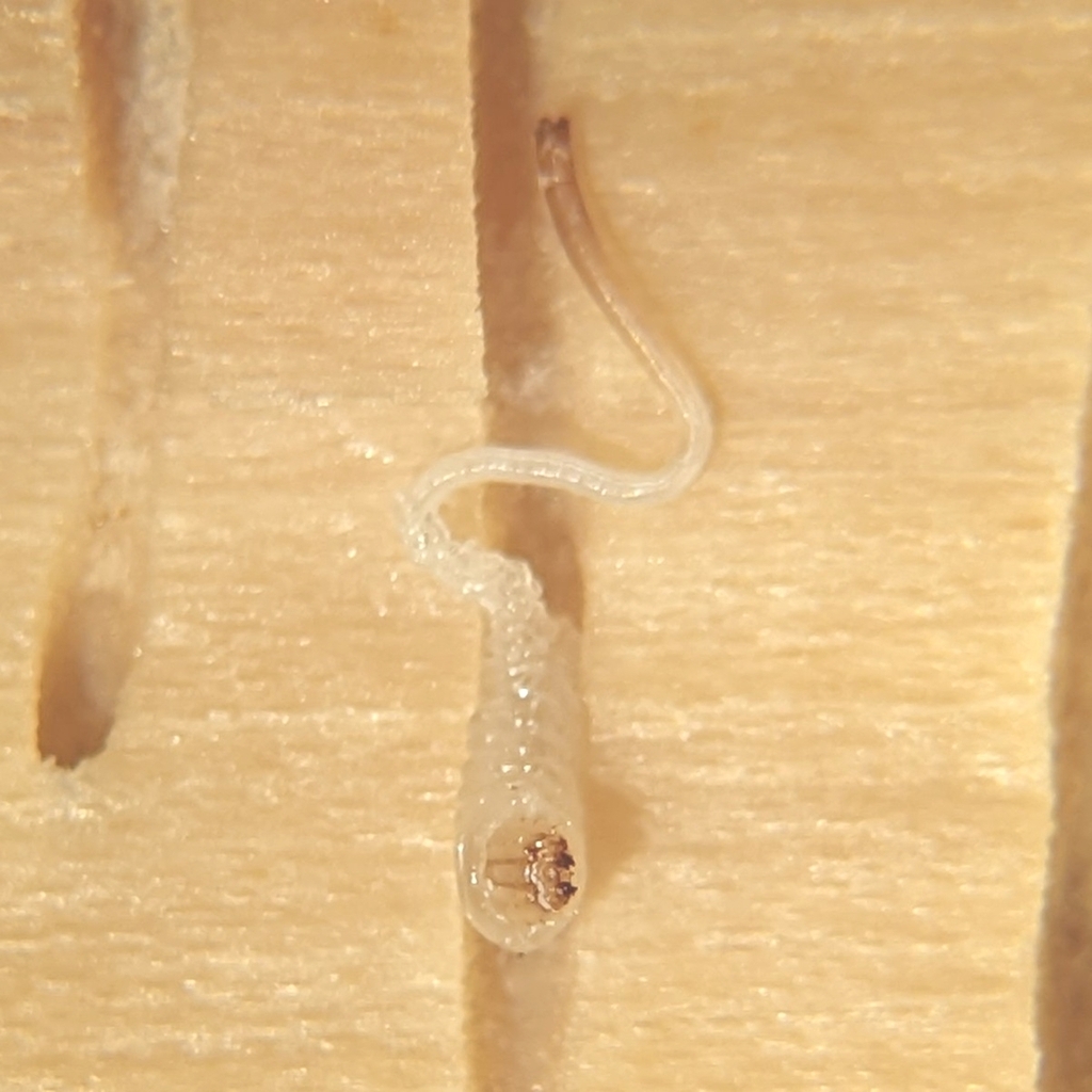 Axymyia furcata