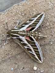 Hyles livornica