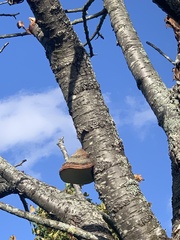 Fomitopsis