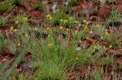 Cyperus sphaerocephalus