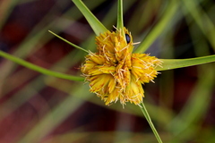 Cyperus sphaerocephalus