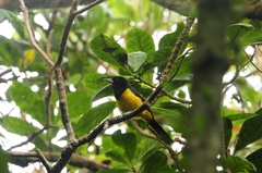 Icterus oberi