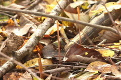 Macrotyphula fistulosa