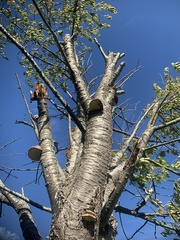 Fomitopsis