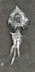 Beringraja binoculata
