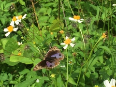 Junonia orithya wallacei