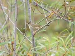 Phylloscopus schwarzi