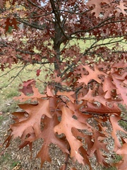 Quercus palustris