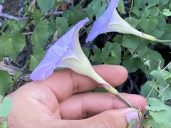 Ipomoea jicama