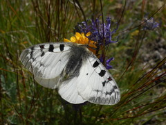 Parnassius phoebus