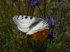 Parnassius phoebus