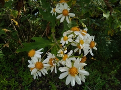 Montanoa grandiflora