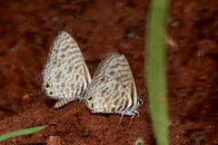 Leptotes pirithous pirithous