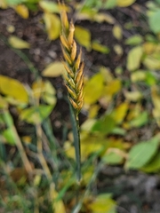 Elymus repens