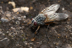 Muscina stabulans
