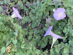 Ipomoea jicama