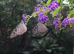 Junonia orithya wallacei