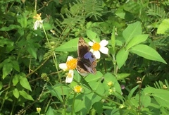 Junonia orithya wallacei