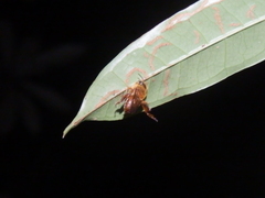 Euglossa