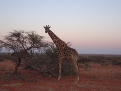 Giraffa camelopardalis giraffa