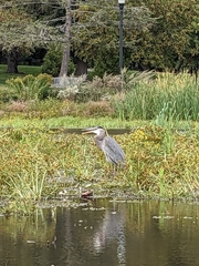 Ardea herodias