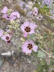 Sphaeralcea obtusiloba