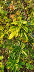 Daphne laureola
