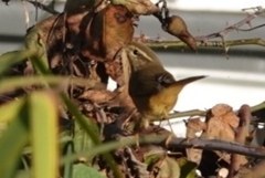 Phylloscopus schwarzi