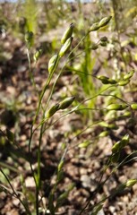 Panicum miliaceum ruderale