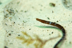 Syngnathidae