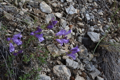 Penstemon fruticosus