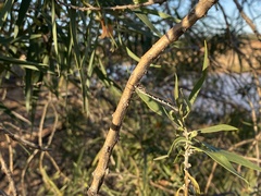 Austrolestes annulosus