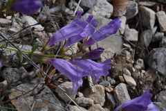 Penstemon fruticosus