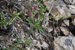 Penstemon fruticosus