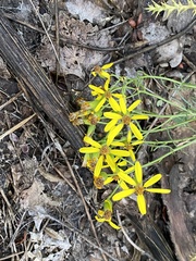 Senecio spartioides