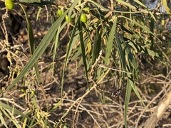 Austrolestes annulosus