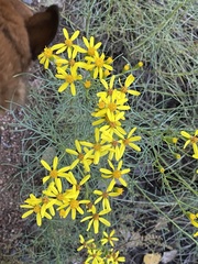 Senecio spartioides