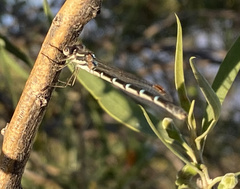 Austrolestes annulosus