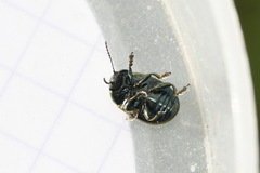 Chrysolina hyperici