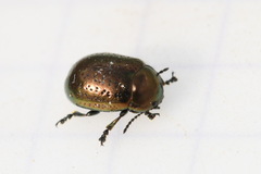 Chrysolina hyperici
