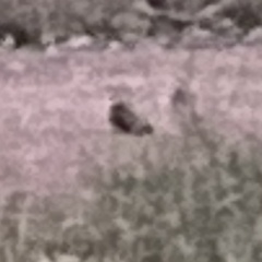 Phalaenoptilus nuttallii