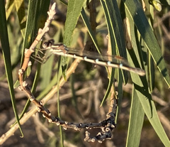 Austrolestes annulosus