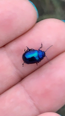 Chrysolina coerulans