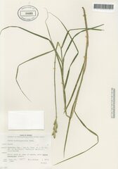 Carex muskingumensis