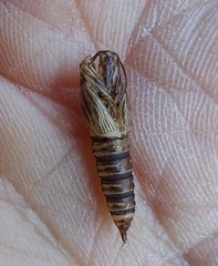 Choristoneura fumiferana