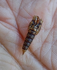 Choristoneura fumiferana