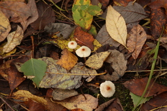Lepiota cristata